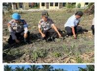 Kapolsek Tanah Putih Tanjung Melawan Giat Pengecekan Perkembangan Tanaman Jagung Pipil