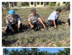 Kapolsek Tanah Putih Tanjung Melawan Giat Pengecekan Perkembangan Tanaman Jagung Pipil