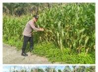 Kapolsek Tanah Putih Tanjung Melawan Giat Pengecekan Tanaman Jagung Pipil