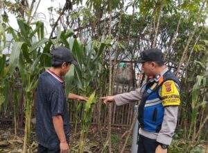 Bhabinkamtibmas Kelurahan Babakan Laksanakan Kegiatan Monitoring Program Buruan SAE Cempaka 10