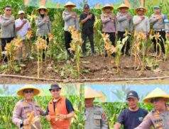 Polrestabes Bandung Laksanakan Giat Panen Jagung, Bentuk Dukungan Polri Dalam Tingkatkan Ketahanan Pangan