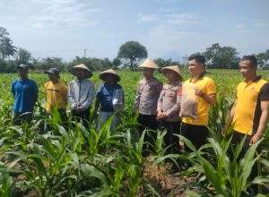 Inovasi Ketahanan Pangan Polres Garut Kotoran Maggot Diolah Menjadi Pupuk Organik Untuk Tanaman Jagung