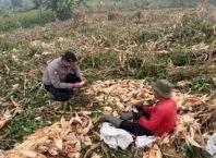 Polrestabes Bandung Optimalkan Perawatan Lahan Jagung untuk Dukung Ketahanan Pangan Nasional