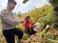 Polrestabes Bandung Dampingi Petani Saat Panen Jagung untuk Perkuat Ketahanan Pangan