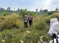 Personil Polrestabes Bandung Monitoring Pemupukan Lahan Jagung Program Ketahanan Pangan