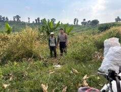 Personil Polrestabes Bandung Monitoring Pemupukan Lahan Jagung Program Ketahanan Pangan