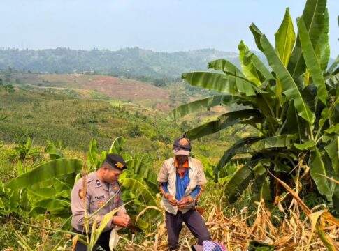 Polrestabes Bandung Perkuat Ketahanan Pangan Nasional Melalui Panen Jagung Bersama Masyarakat