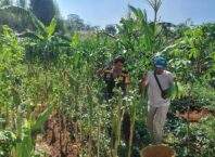 Bhabinkamtibmas Polsek Bandung Kulon Dampingi Panen Jagung Bersama Warga, Dukung Ketahanan Pangan Nasional