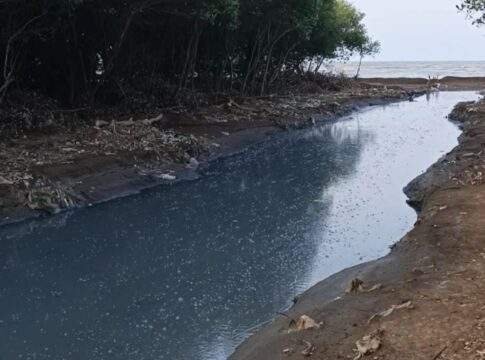 Dampak Limbah Bertahun-tahun, Amphibi Pati : DLH Sunyi, Ekosistem Sungai Bulumanis Lor Rusak Parah