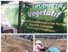 Transparansi Hilirisasi Kopi Rejang Lebong Dipertanyakan