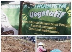 Transparansi Hilirisasi Kopi Rejang Lebong Dipertanyakan