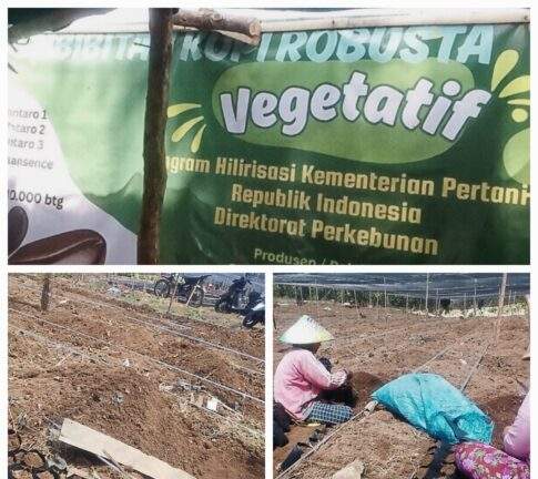 Transparansi Hilirisasi Kopi Rejang Lebong Dipertanyakan