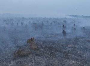 Perkumpulan Hijau Soroti Krisis Tata Kelola Lahan: 6806 Hotspot dan 2.335,98 Hektare Karhutla di Jambi