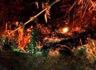 Kebakaran Kebun Bambu di Rancah Kab Ciamis Berhasil Dipadamkan, Tidak Ada Korban Jiwa